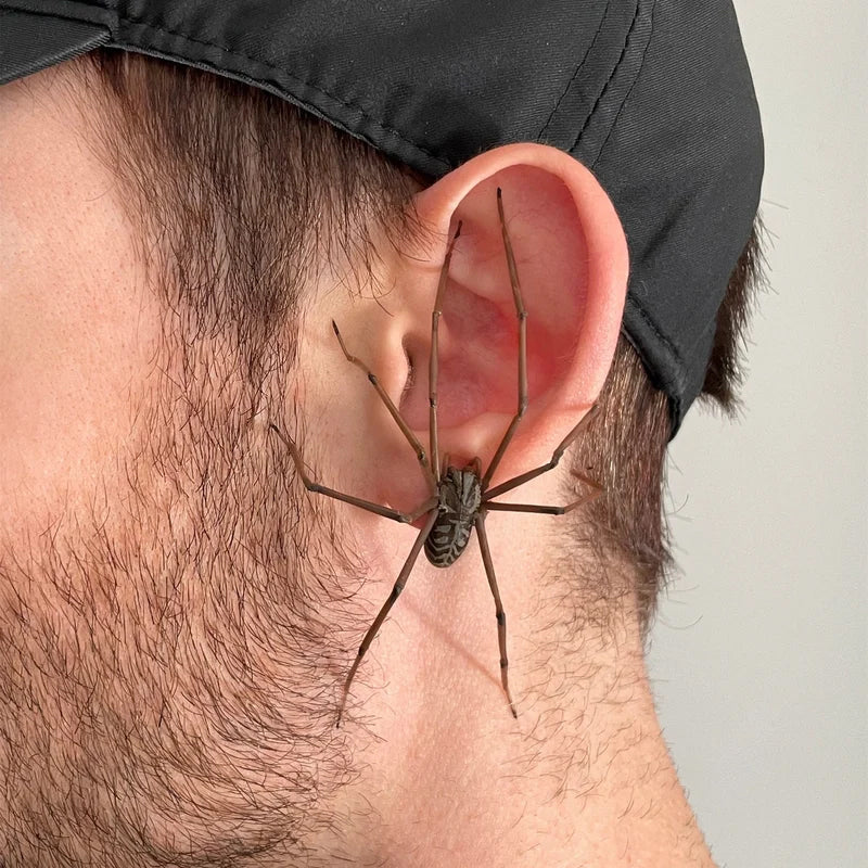 Giant Spider Earrings