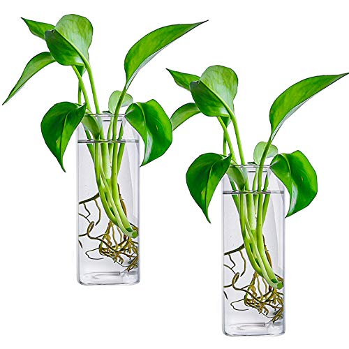 Plant Terrarium